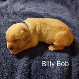 Billy Bob - Golden male Golden Retriever puppy in Fort White, Florida from Triple-s-kennel