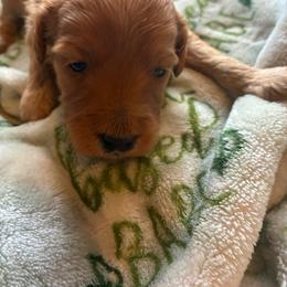 Apricot boy - Apricot male Goldendoodle puppy in Burien, Washington from South Sound Doodles