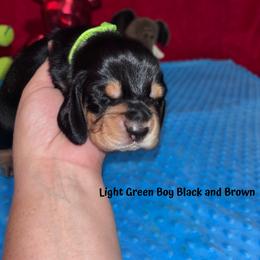 Basset Hound Puppies from Sammys Sweeties Bassets