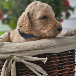Poodle Puppies from Tommy Jones