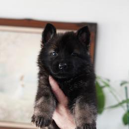 Rogue - Sable male German Shepherd puppy in Coarsegold, California from Yosemite Shepherds