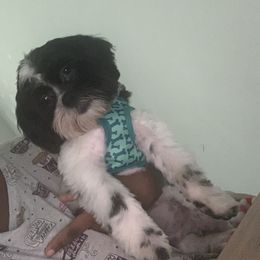 Colby - Shihpoo