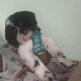 Colby - Shihpoo