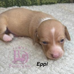 Eppi - Cream female Dachshund puppy in Lexington, Oklahoma from BooneDox Miniature Dachshunds