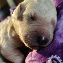 Purple collar - Cream female Goldendoodle puppy in Willow Springs, Missouri from Todd Family Homestead