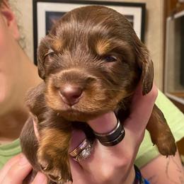 WILLOW CKC REGISTERED FULL RIGHTS - Chocolate and tan female Dachshund puppy in Elizabethtown, Kentucky from Teeny Tiny Puppy Tails