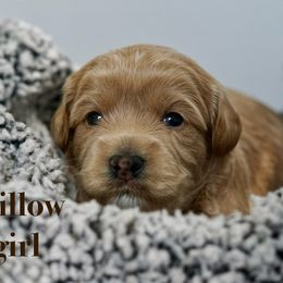 Willow - Caramel red female Australian Labradoodle puppy in Manchaca, Texas from Heartrock Labradoodles