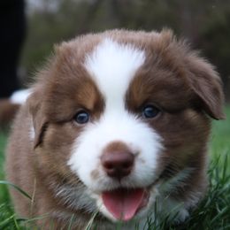 Spyro (Reserved) - Red tri-color Australian Shepherd puppy in Bloomington, Indiana from Starlit Grove Australian Shepherds