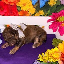 Purple Collar - Brown female Poodle puppy in Houma, Louisiana from Smart Azz Poodles
