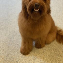 Goldendoodle Puppies from Zink Doodles