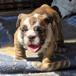 Luke - Red brindle and white male Bulldog puppy in Wichita, Kansas from Waltman's Bulldog's