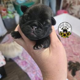 Boy2 - Fawn male Pug puppy in Keysville, Georgia from Rollee Pollee Pugs