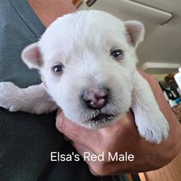 3rd Pick Male - White male West Highland White Terrier puppy in Mayo, Florida from Carrot Tails LLC