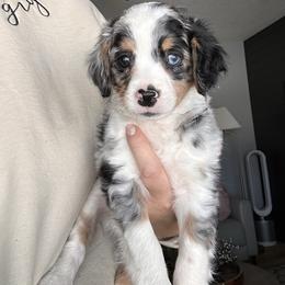 Cupid - male Australian Mountain Doodle puppy in Lincoln, Nebraska from GRand Doodles