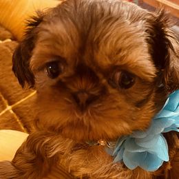 Girl 1 - Red Shih Tzu puppy in Port Orchard, Washington from Buttons N Bows