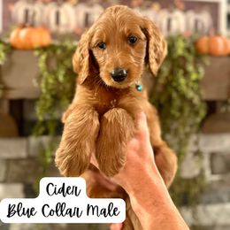 Cider- Blue Collar - Red  male Goldendoodle puppy in Taylorsville, North Carolina from Doggone Dixie Doodles