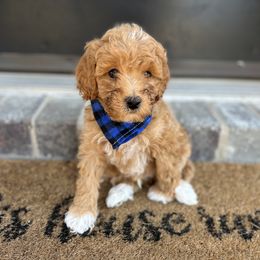 Goldendoodle Puppies from At The Cross Kennel