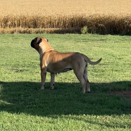 Australian Shepherd, Bullmastiff, Miniature Australian Shepherd, and Toy Australian Shepherd All Grown Up from Rustic Lace