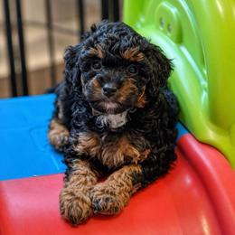 Wanda - Black phantom female Aussiedoodle puppy in Cedar Park, Texas from Lollipups Mini Aussiedoodles