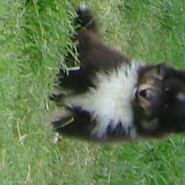 Shetland Sheepdog Puppies from Carolyn Spears's Shetland Sheepdogs