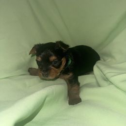 Green boy - Black and tan male Yorkshire Terrier puppy in Pomona, California from Lunio's Yorkies
