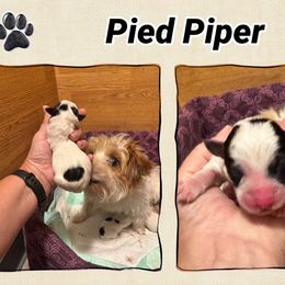 Pied Piper - Tri-color male Russell Terrier puppy in Viper, Kentucky from Mountain Top