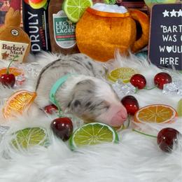 Mojito - Blue merle female Australian Shepherd puppy in Fredericksburg, Virginia from Cooper Ridge Aussies