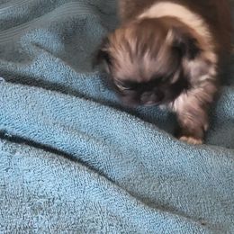 Sally - Gray sable female Pekingese puppy in Burns, Kansas from Pekingese Dynasty