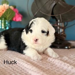 Huck - Black and white male Bernedoodle puppy in Denver, Pennsylvania from Redcay's Mini Bernedoodles
