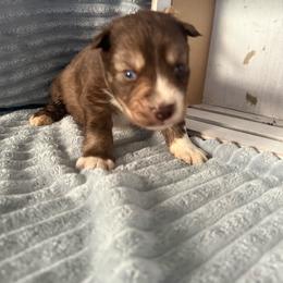 Knight - Red and white male Siberian Husky puppy in London, Ohio from Rose Trail Siberian’s