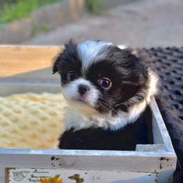 JR - Black and white male Japanese Chin puppy in Vernon, Connecticut from Chin Babies