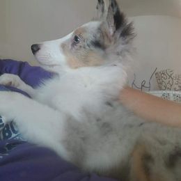 Shetland Sheepdog Puppies from K&A Shetlands Sheepdog's