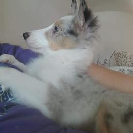 Shetland Sheepdog Puppies from K&A Shetlands Sheepdog's