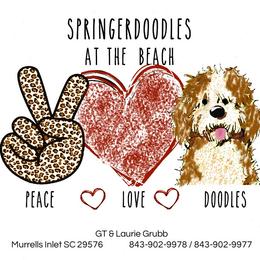 George - Black and white male Springerdoodle puppy in Murrells Inlet, South Carolina from SpringerDoodles at the Beach
