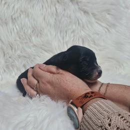 Darjeeling - Black tri-color female Australian Shepherd puppy in California from Skiba Aussies