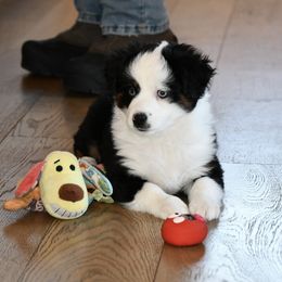 River - Black tri male Toy Australian Shepherd puppy in Bristow, Iowa from Pine Ridge Toy Aussies