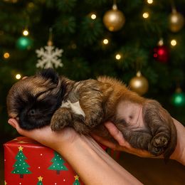 Remi - Brindle male Shih Tzu puppy in Hialeah, Florida from South East Coast Angels Shih Tzus