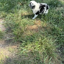 Miniature Australian Shepherd Puppies from Dutton's Show Me Farms