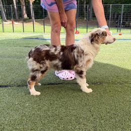 Miny - Red merle male Miniature American Shepherd puppy in Garysburg, North Carolina from Schaefer's Miniature American Shepherds
