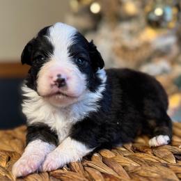 Marley - Black tri male Miniature American Shepherd puppy in Ash Grove, Missouri from 3 Barrels Farms, LLC