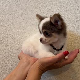 Tiny Valentino , 5700 - Fawn and white male Chihuahua puppy in Burleson, Texas from Tiny Diiamond Chihuahua