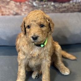 Green Girl - Apricot female Goldendoodle puppy in Colorado Springs, Colorado from Pikes Peak Doodles