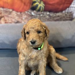 Green Girl - Apricot female Goldendoodle puppy in Colorado Springs, Colorado from Pikes Peak Doodles