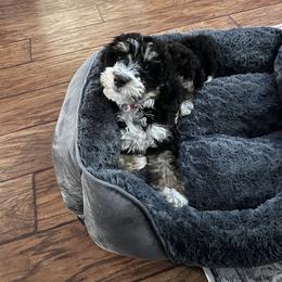 Charlie - Tri-color male Bernedoodle puppy in Spokane, Washington from Lilac City Doodles