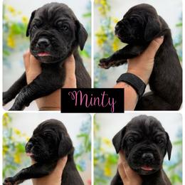Minty - Black female Great Dane puppy in Sac City, Iowa from Northern Great Danes of Colorado & Iowa