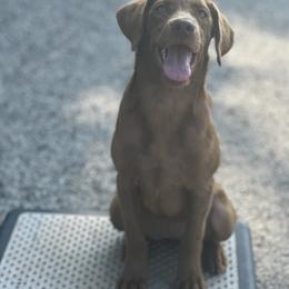 Labrador Retriever Puppies from Creekside Canines