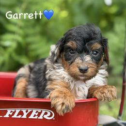 Garrett - Blue merle male Aussiedoodle puppy in Lancaster, Minnesota from Finney Ranch