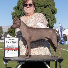 Pogo - American Hairless Terrier