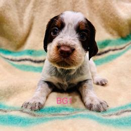 BG1 - Tri-Roan female English Springer Spaniel puppy in Britton, South Dakota from K&S Canines
