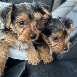 Yorkshire Terrier Puppies from Yorkie Love